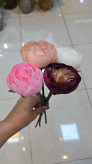 تک شاخه گل رز پیونی بزرگ