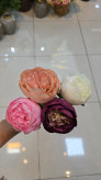 تک شاخه گل رز پیونی بزرگ